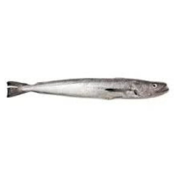 HAKE FISH
