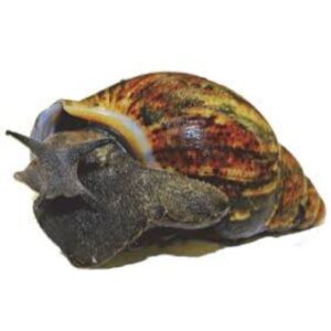 WESTMEAD SNAIL